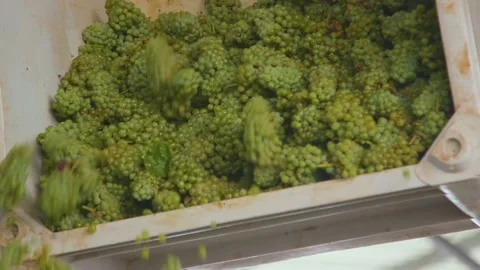 Loader pours out grapes at the winery Stock Footage 169138256