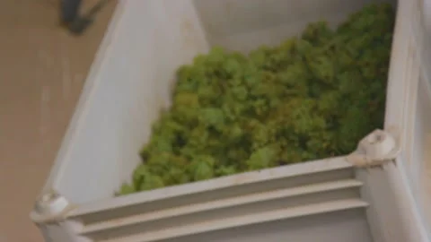 Loader pours out grapes at the winery Stock Footage 169138331