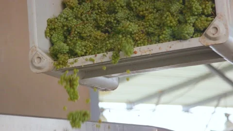 Loader pours out grapes at the winery Stock Footage 169138399