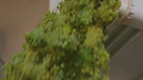 Loader pours out grapes at the winery Stock Footage 169138469