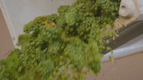 Loader pours out grapes at the winery Stock Footage 169138543