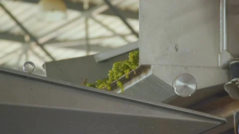 Loader pours out grapes at the winery Stock Footage 169138971