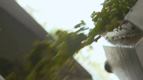 Loader pours out grapes at the winery Stock Footage 169138995