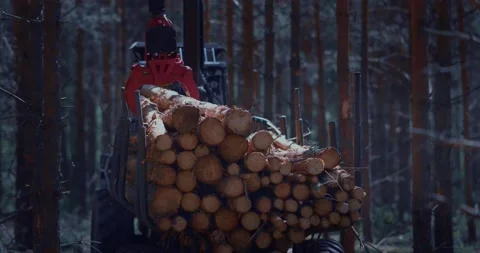 The loader stacks the pine logs neatly in the back. Timber removal, work of Stock Footage 157454242