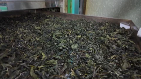 Loading and unloading tea leaves in a drying oven Stock Footage 342408858