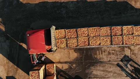 Loading apples. apple farming. apple harvest. apple crop. aero, top down. aerial Stock Footage 161487674