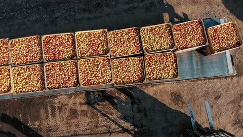 loading apples. apple farming. apple har... | Stock Video | Pond5