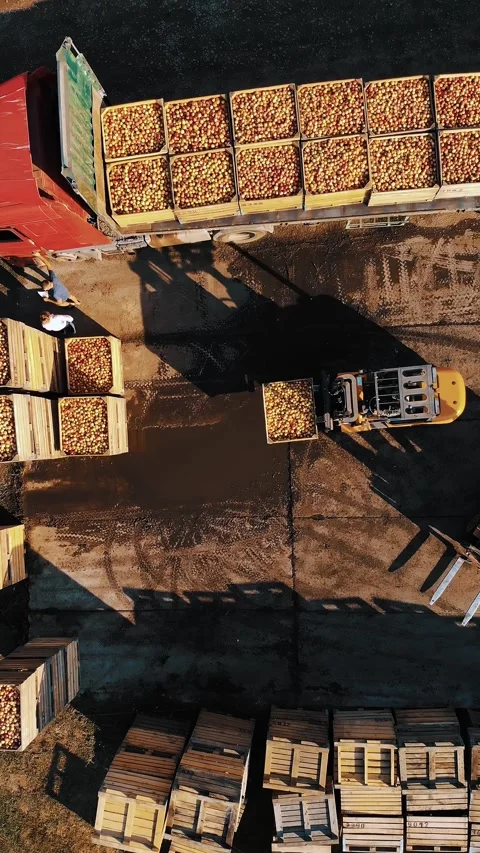 Loading apples. apple farming. apple harvest. apple crop. aero, top down. aerial Video stock 315213724