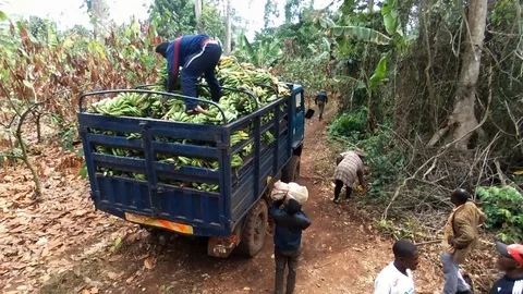 Loading banana truck in forest Stock Footage 80561484