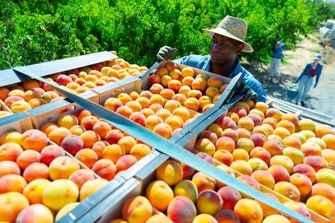 Loading boxes of ripe peaches onto the back of truck Stockfoto's