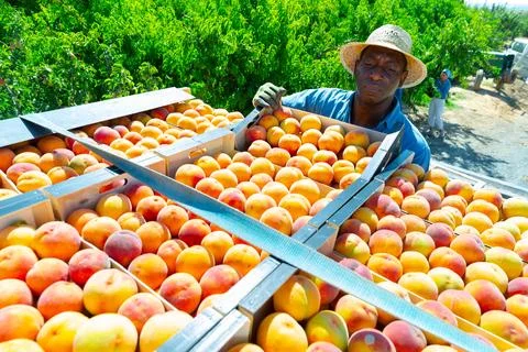 Loading boxes of ripe peaches onto the back of truck Stockfoto's