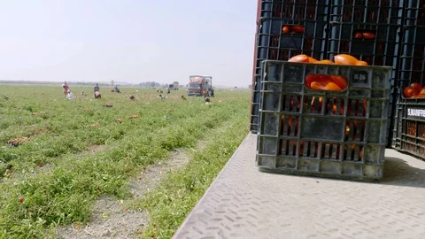 Loading boxes of tomatoes on the truck in south of italy - tomatoes Harvesting Stock Footage 88552637