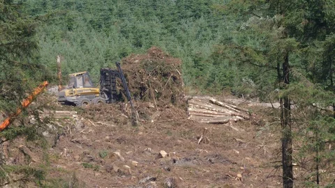 Loading brash with a log loader in clear fell forestry plantation Stock Footage 108065216
