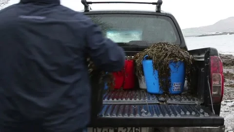 Loading buckets of seaweed into a truck Stock Footage 164289908
