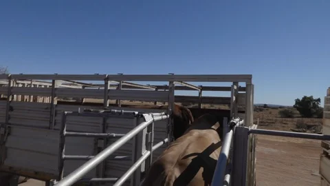 Loading cattle into truck on loading ramp for transport Stock Footage 114216043
