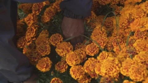 Loading cempasúchil in a van 動画素材 113630810