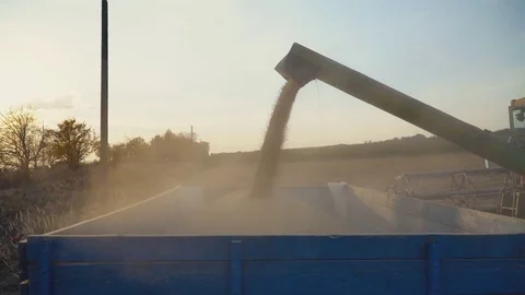 Loading of collected soya into a trailer Stock Footage 82925546
