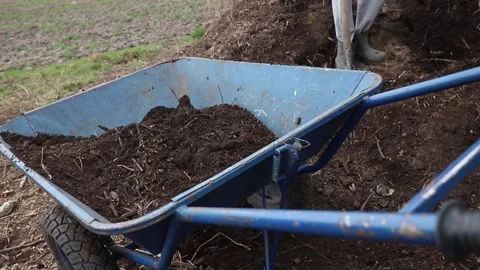 Loading compost from compost heap for use as fertilizer for plants. farmer pours Stock Footage 237120382