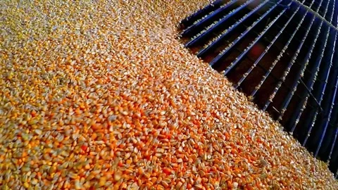 Loading Corn Grain at Elevator in Corn Ethanol Processing Plant 库存影片 162502394