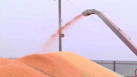 Loading corn grain at the elevator using the unloader Stock Footage 145930889