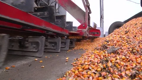 Loading corn grain at the elevator using the unloader Stock Footage 145930890