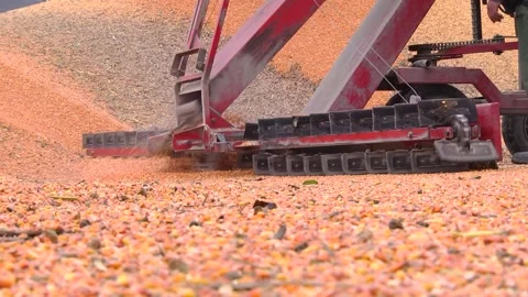 Loading corn grain at the elevator using the unloader Stock-Footage 145930895
