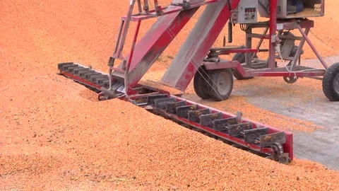 Loading corn grain at the elevator using the unloader Stock Footage 145930906