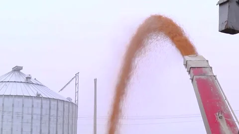 Loading corn grain at the elevator using the unloader Stock Footage 145930908