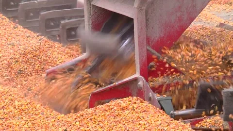 Loading corn grain at the elevator using the unloader Stock Footage 145930909