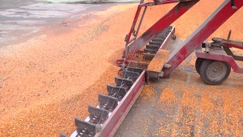 Loading corn grain at the elevator using the unloader Stock Footage 145930910