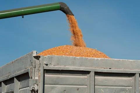 Loading corn grain from the harvester into the trailer, agricultural machiner Stock Photos