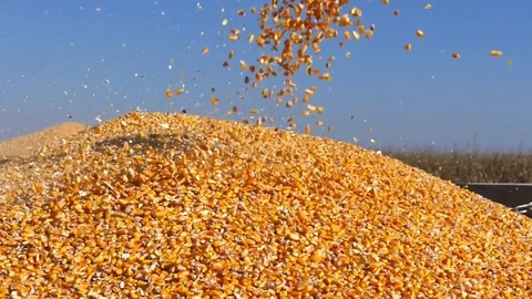 Loading corn seed in the tractor trailer Stock Footage 78595550