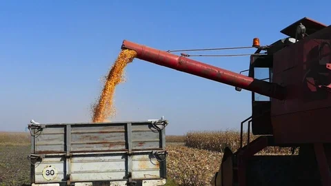 Loading corn seed in the tractor trailer Stock Footage 78595777