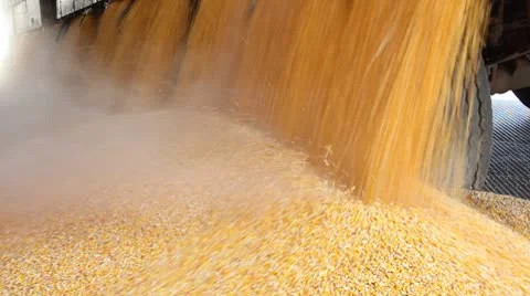 Loading Corn into the Silo Video stock 8849134