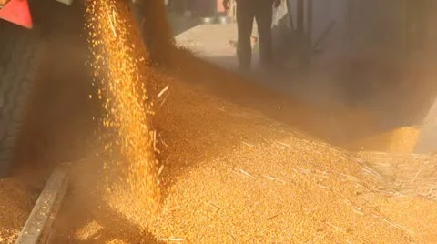Loading Corn into the Silo Stock Footage 8849159