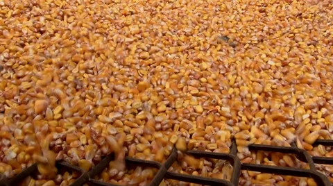 Loading Corn Into The Silo Stock Footage 43153754