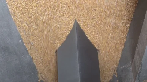 Loading Corn into the Silo Stock Footage 77436457
