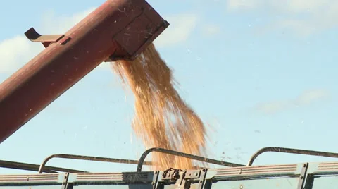 Loading corn into truck Video stock 39556085