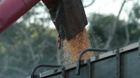 Loading corn in the truck 스톡 동영상 51300316