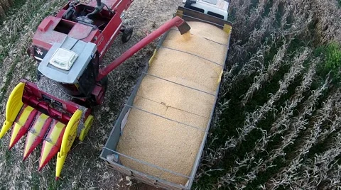 Loading corn in to the truck 스톡 동영상 51374486