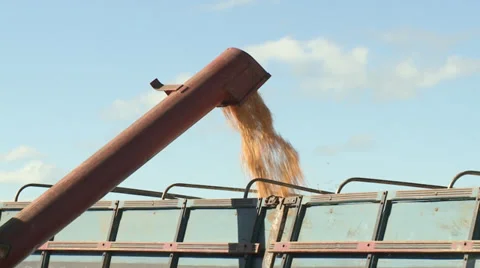 Loading corn into truck - take2 스톡 동영상 39478826