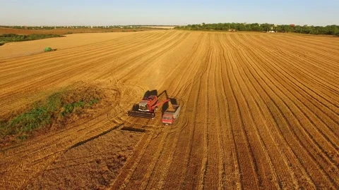 Loading the crop onto a truck in the field Stock Footage 140122814
