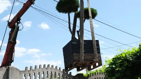 Loading a decorative garden bonsai tree Niwaki pine by crane with a manipulator Stock Footage 313877423