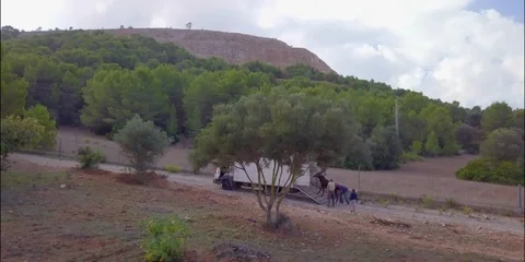 Loading donkeys on a truck Stock Footage 98387575
