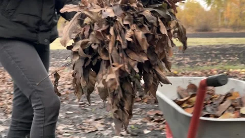 Loading Dry Leaves into a Wheelbarrow Stock Footage 255673230