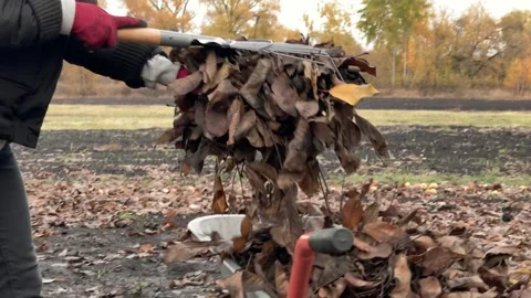 Loading Dry Leaves into a Wheelbarrow Stock Footage 255673272