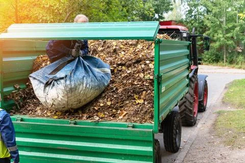 Loading of fallen leaves into a tractor Stock-Fotos