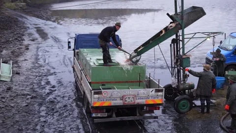 Loading fish onto a car catching fish Stock Footage 257054889