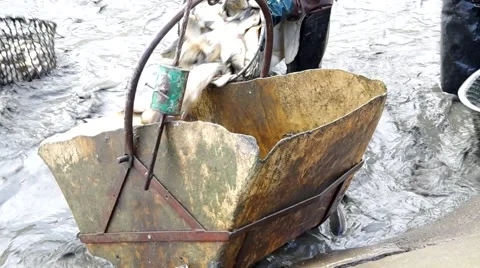 Loading fish into the container, Harvesting fish at fish farm. Fishing Industry Stock Footage 43181266