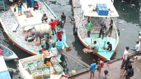 Loading fish Stock Footage 255125100